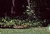 Cornus florida, habit