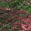 Cornus florida, flowers