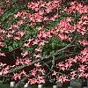 Cornus florida, flowers