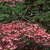 Cornus florida, flowers