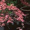 Cornus florida, flowers