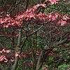 Cornus florida, flowers