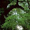 Cornus florida 'Spring Grove', habit