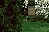 Cornus florida 'Spring Grove', habit