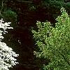 Cornus florida 'Spring Grove', habit