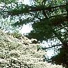 Cornus florida 'Spring Grove', habit