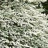 Cornus florida 'Spring Grove', habit