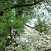 Cornus florida 'Spring Grove', habit