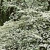 Cornus florida 'Spring Grove', habit