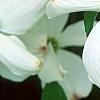 Cornus florida 'Spring Grove', flowers