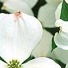 Cornus florida 'Spring Grove', flowers