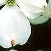 Cornus florida 'Spring Grove', flowers