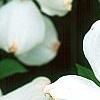 Cornus florida 'Spring Grove', flowers