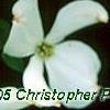 Cornus florida 'Spring Grove', flowers