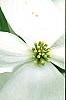 Cornus florida 'Spring Grove', flowers