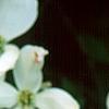 Cornus florida 'Spring Grove', flowers