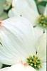Cornus florida 'Spring Grove', flowers