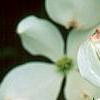 Cornus florida 'Spring Grove', flowers