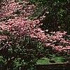 Cornus florida 'Sweetwater Red', habit