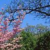 Cornus florida 'Sweetwater Red', habit