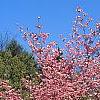 Cornus florida 'Sweetwater Red', habit