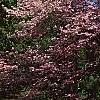 Cornus florida 'Sweetwater Red', habit