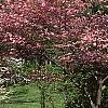 Cornus florida 'Sweetwater Red', habit