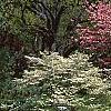Cornus florida 'Sweetwater Red', habit