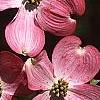 Cornus florida 'Sweetwater Red', flowers