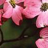 Cornus florida 'Sweetwater Red', flowers
