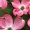 Cornus florida 'Sweetwater Red', flowers