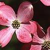 Cornus florida 'Sweetwater Red', flowers