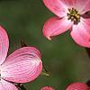 Cornus florida 'Sweetwater Red', flowers