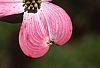 Cornus florida 'Sweetwater Red', flowers