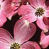 Cornus florida 'Sweetwater Red', flowers