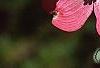 Cornus florida 'Sweetwater Red', flowers
