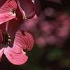 Cornus florida 'Sweetwater Red', flowers