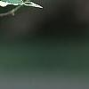 Cornus florida 'Sterling Silver', leaves