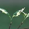 Cornus florida 'Sterling Silver', leaves