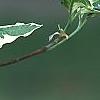 Cornus florida 'Sterling Silver', leaves