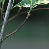 Cornus florida 'Sterling Silver', leaves
