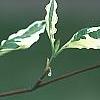 Cornus florida 'Sterling Silver', leaves