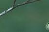Cornus florida 'Sterling Silver', leaves