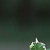 Cornus florida 'Sterling Silver', leaves
