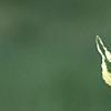 Cornus florida 'Sterling Silver', leaves