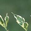 Cornus florida 'Sterling Silver', leaves