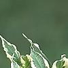 Cornus florida 'Sterling Silver', leaves