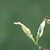 Cornus florida 'Sterling Silver', leaves