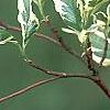 Cornus florida 'Sterling Silver', leaves