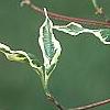 Cornus florida 'Sterling Silver', leaves